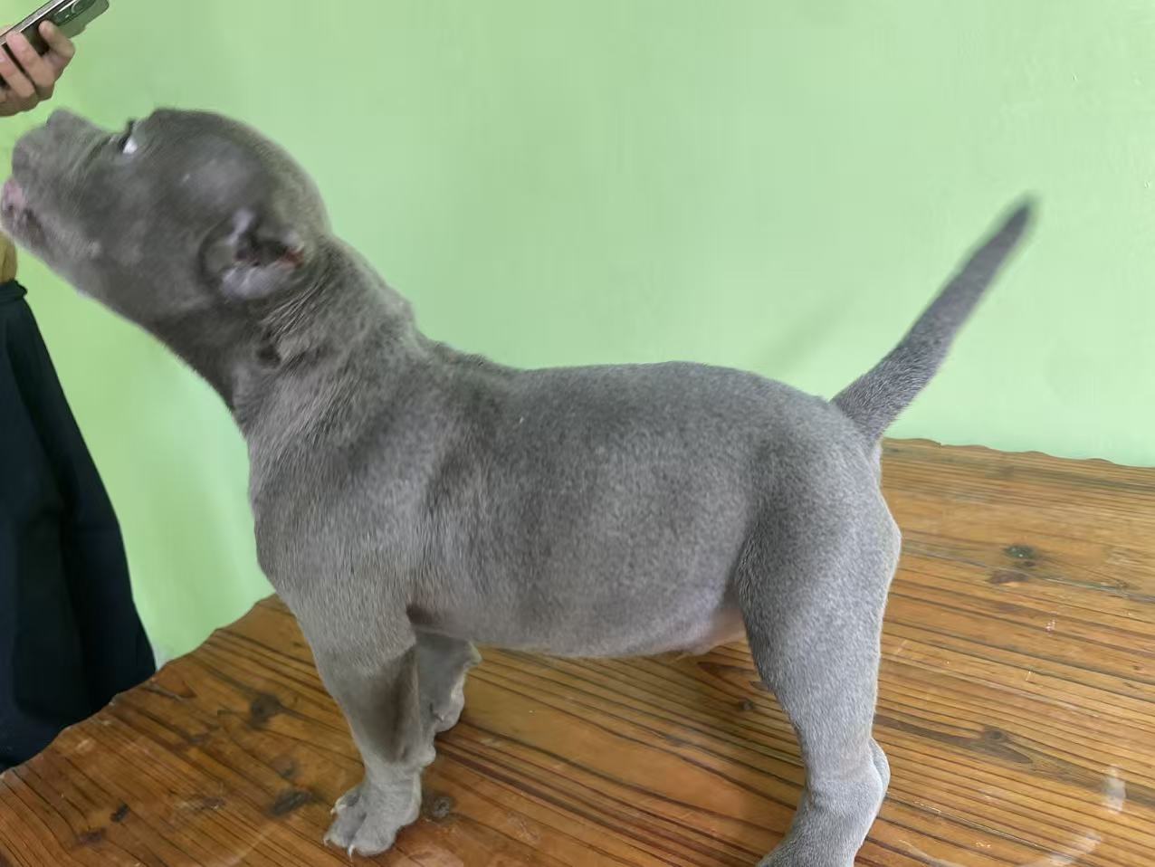 恶霸幼犬